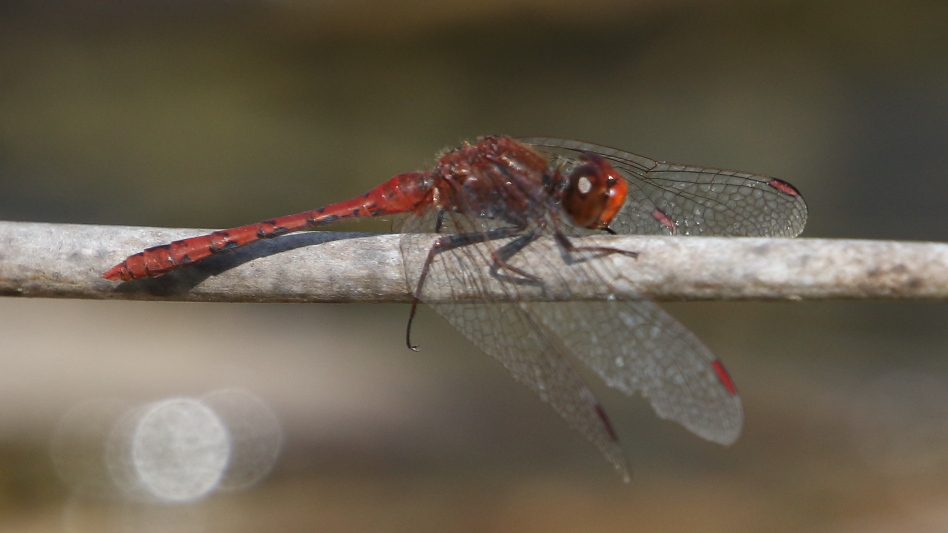 J17_3487 Diplacodes bipunctata male.JPG